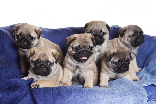 pug puppies