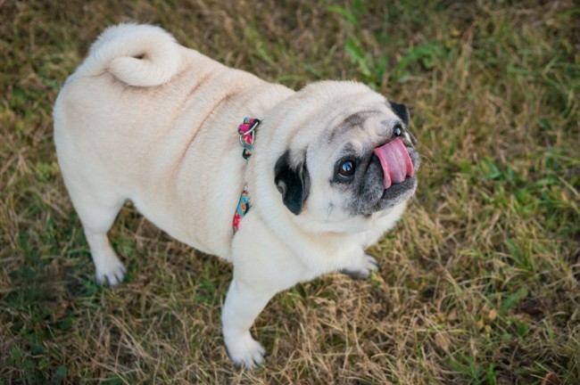 pug with his tongue out