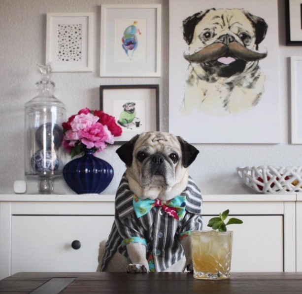 pugtender rocco