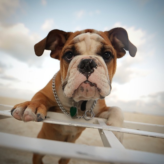 bulldog