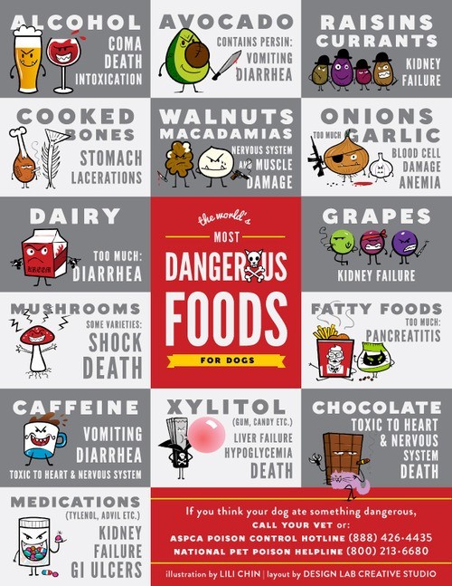 dog food danger