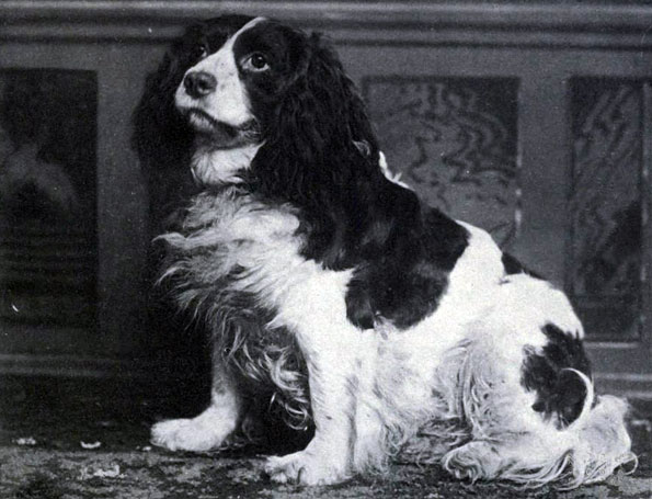 spaniel