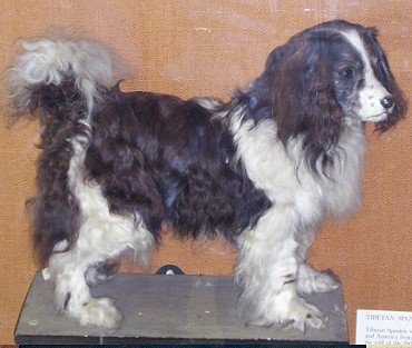 Toytrawlerspaniel1