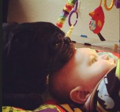 black pug resting head on baby