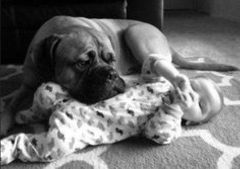 dog resting head on baby