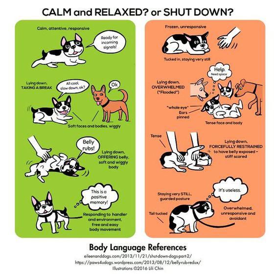 doggie body language