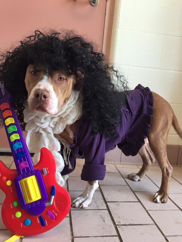 prince dog