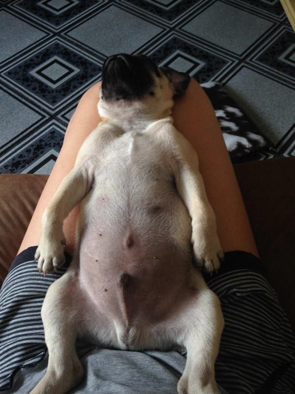 pug