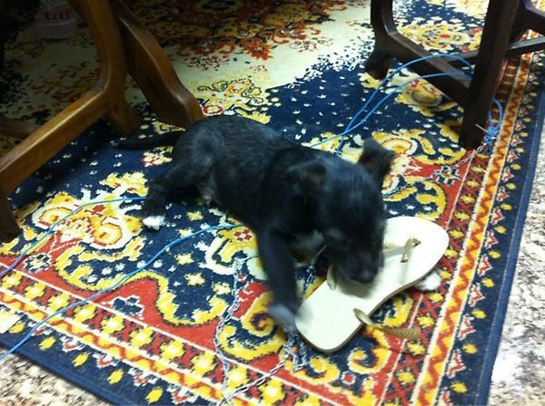 puppy mess