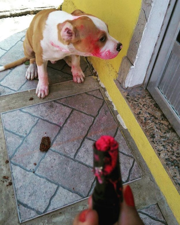 dog mess