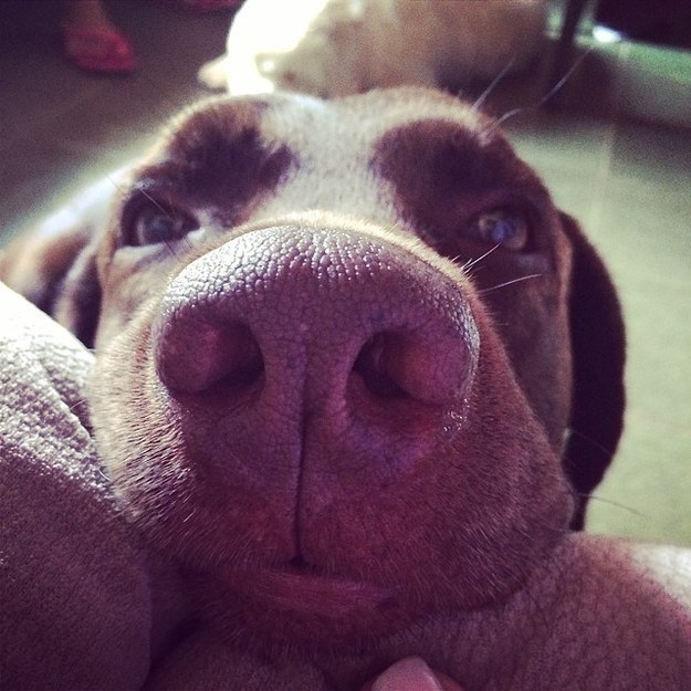 hungry dog