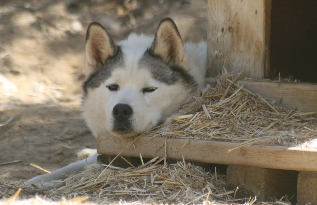 husky dog resting