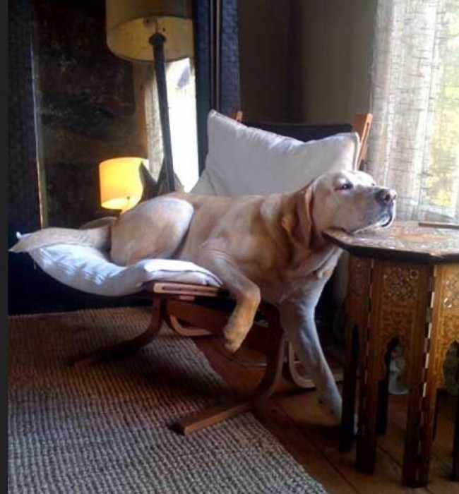 lab resting head on coffee tabel