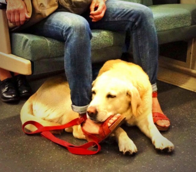 lab resting head on foot