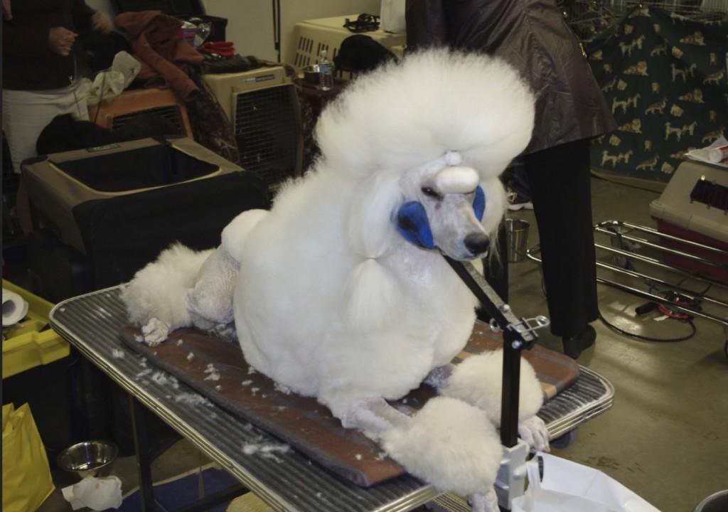 poodle being groomed