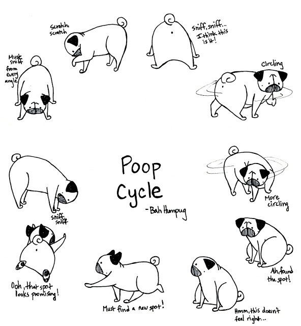 pug poop cycle