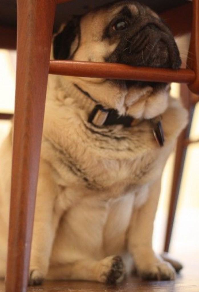 pug resting head on kitchen chair legs