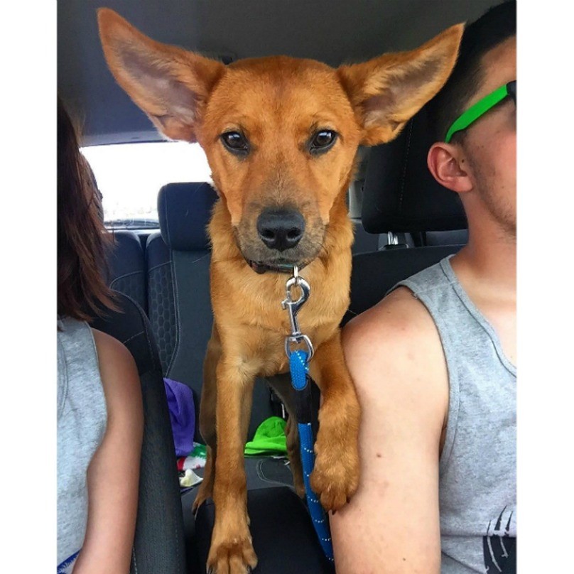 puppy-ears-2