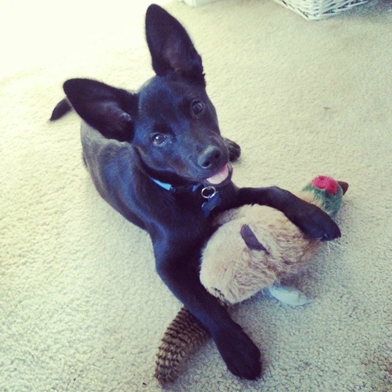 puppy-ears-20-