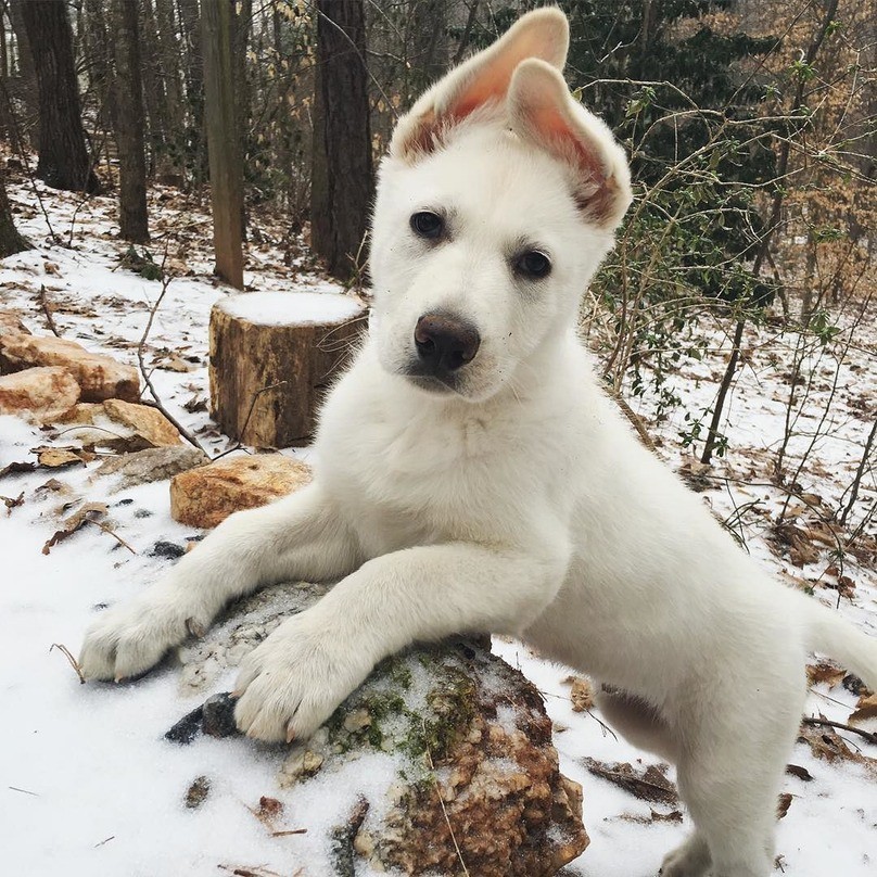 puppy-ears-24