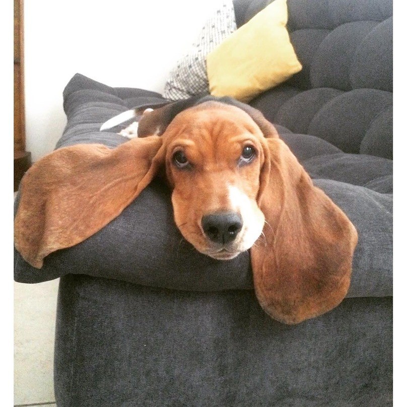 puppy-ears-25