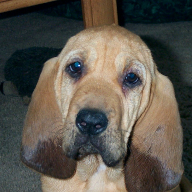 puppy-ears-27