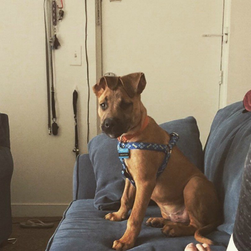 puppy-ears-4