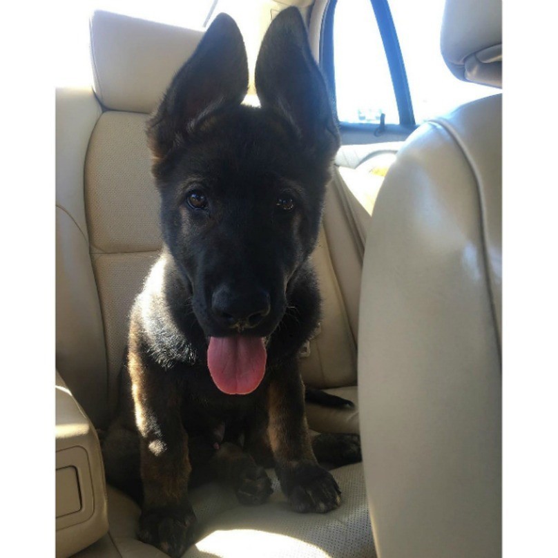 puppy-ears-5