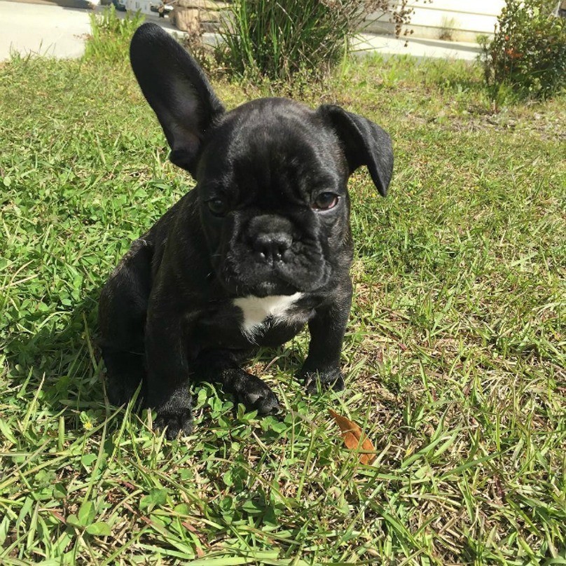 puppy-ears-6