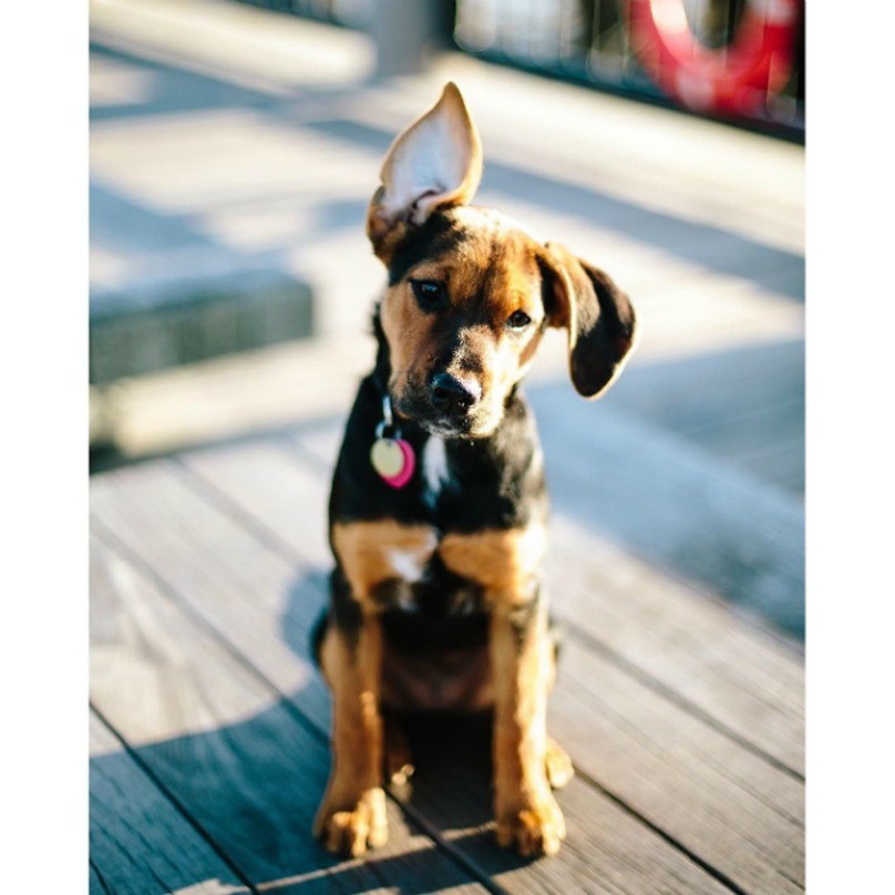 puppy-ears-7