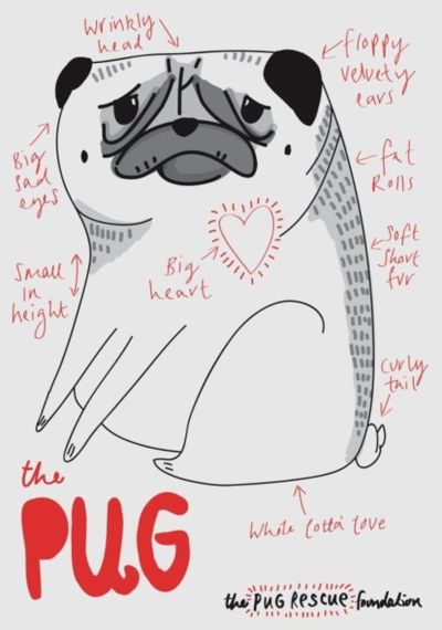 the pug