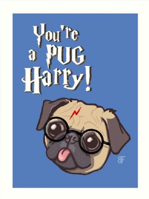 you're a pug harry