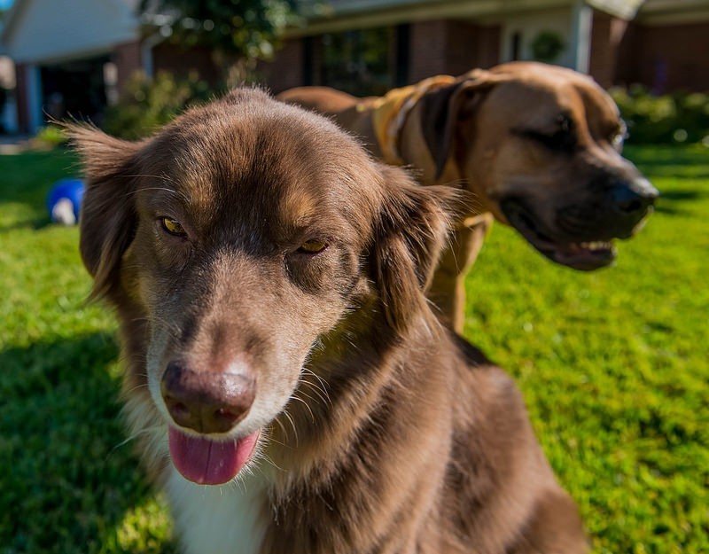 The Science Of Dogs: Do They Really Love Their Owners?