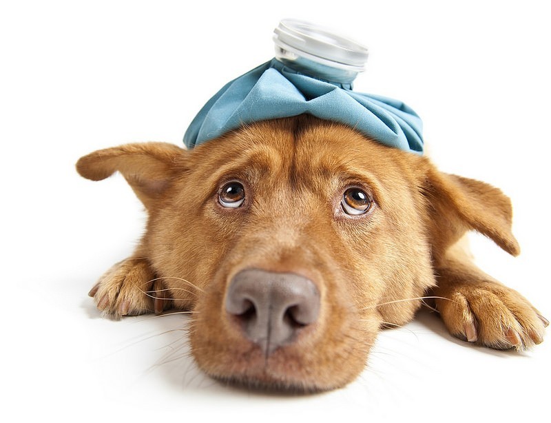 Dog Flu Outbreak: Protect Your Pooch!