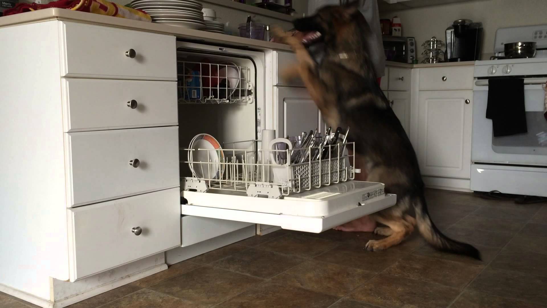 Baron the Service Dog Wants to Clean Your Kitchen