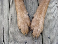 Help! My Dog’s Feet Smell Like Fritos – Wanna Know Why?