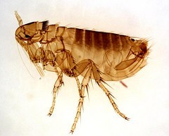 Forcing Fleas to Flee The Natural Way