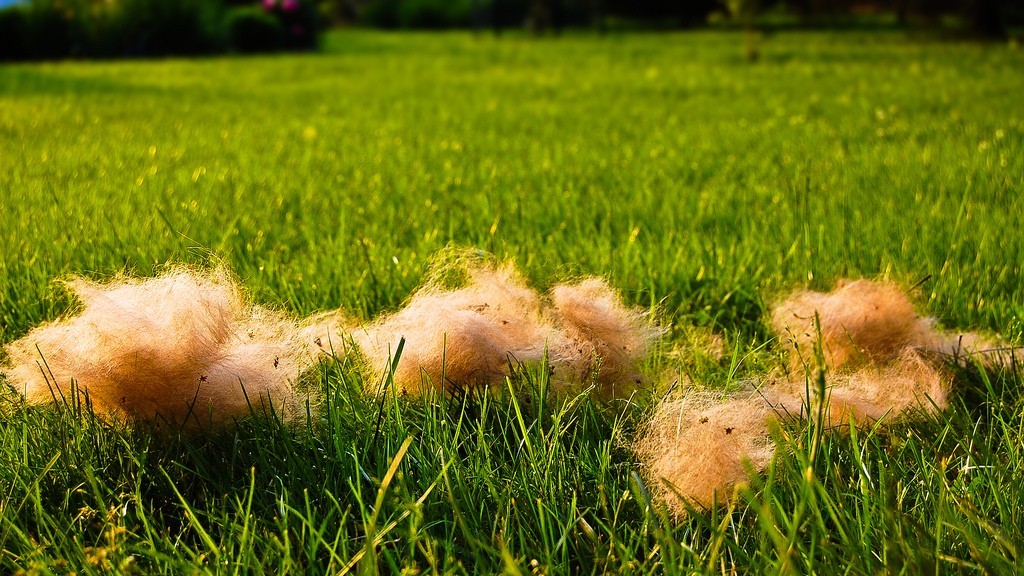 3 Simple Steps to Control Your German Shepherds Shedding!