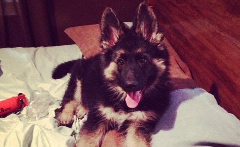 We Love Our German Shepherd Puppies!