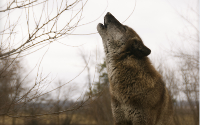 Dog Barking Making Your Neighbors Angry? Try These Helpful Tips