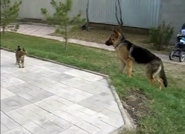 [VIDEO] Cat vs German Shepherd: We Were Cracking Up!