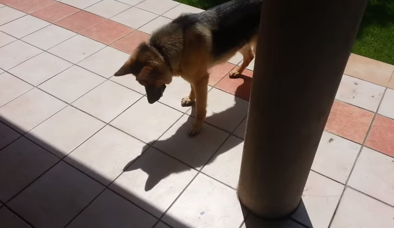 [VIDEO] Watch This Hysterical German Shepherd Discover Her Shadow For the First Time!
