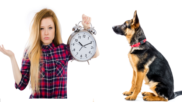 No Time to Walk Your Dog? Try These Helpful Solutions Today!