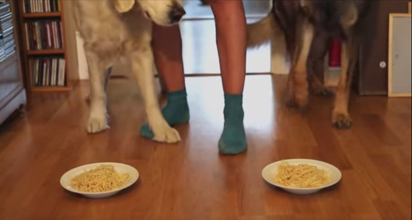 [VIDEO] Spaghetti Eating Contest: May The Best Dog Win – So Funny!