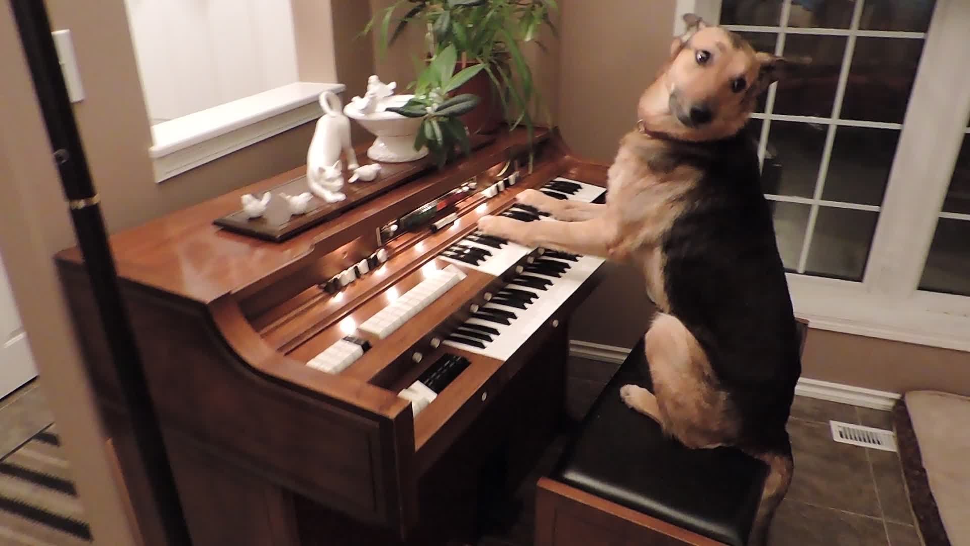 He plays the piano they