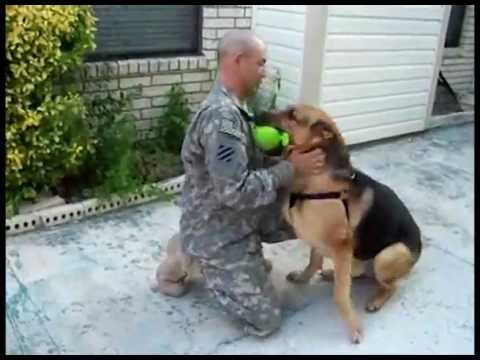 [VIDEO] This Surprised German Shepherd Get’s Reunited With Military Dad