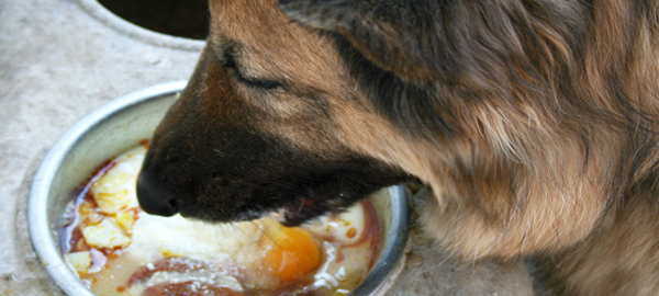 Can Dogs Safely Eat Raw Eggs?