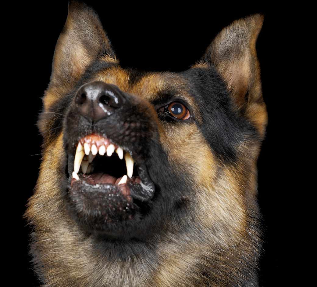 GRRR!…How To Stop Your Dog From Growling
