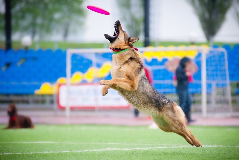 Active Dog Breeds For Your Active Life!