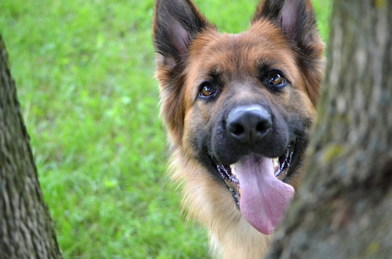 Confident Canines – How to Build Your Dog’s Self-Assurance